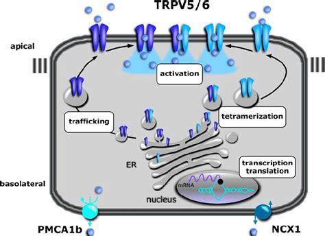 chanel 2 calcium and vitamin d|TRPV6 .